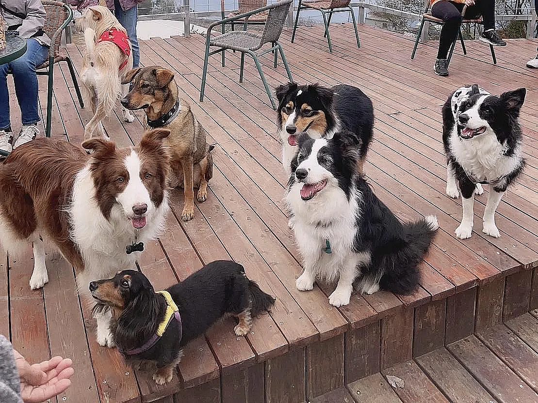 境星空毛小孩的基地